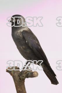 Jackdaw - Corvus monedula 0019